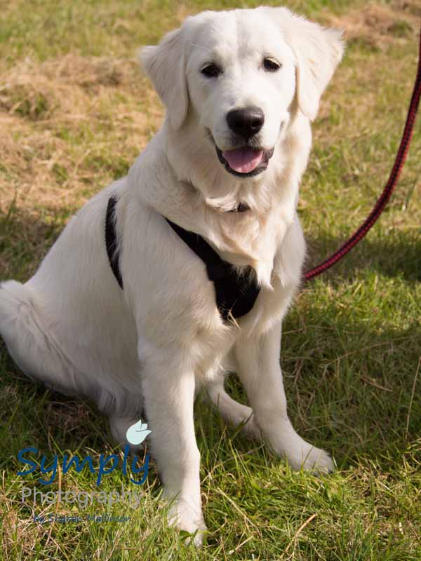 pet photographer in sleaford003 pet photographer in sleaford